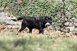 LABRADOR 792